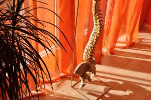 Manuelle Therapie nach Dorn